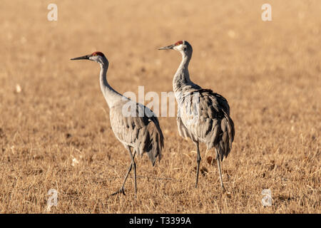 Sandhill gru (Antigone canadensis) nella Valle del Oro National Wildlife Reserve in Albuquerque, Nuovo Messico Foto Stock