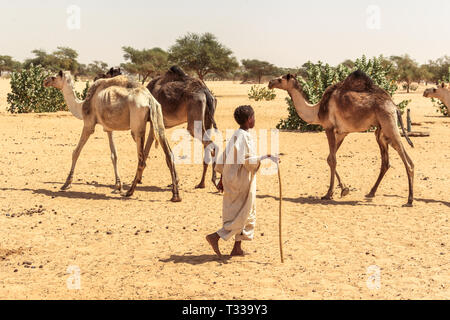 Un giovane pastore con i suoi cammelli, nei pressi di Meroe, in Sudan, in Africa. Foto Stock