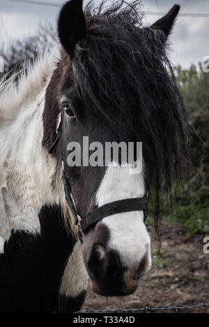 Bianco e nero cavallo che indossa una briglia close up Foto Stock