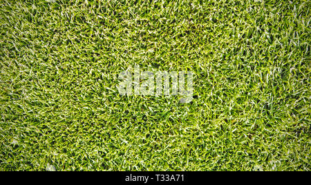 Erba verde prato texture pattern o uno sfondo Foto Stock