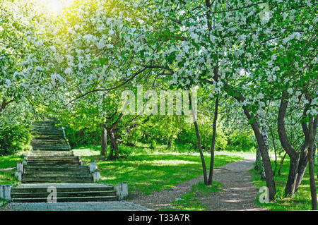 Beautiful blooming white apple and fruit trees in colorful vivid spring park full of early light with first sun rays, fairy heart of nature Foto Stock