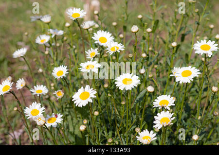 Close up di margherite bianco sul prato primavera erba verde Foto Stock
