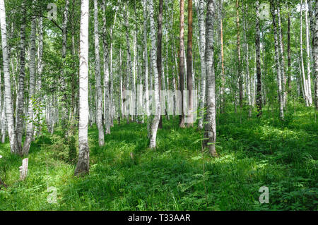 Verde boschetto di betulle foresta a ora legale - bellissima natura Foto Stock