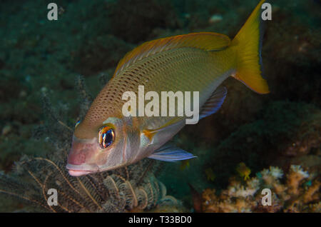 Pacific limanda imperatore, Lethrinus atkinsoni, Lethrinidae, Anilao, Filippine, Mare delle Filippine, Oceano Pacifico, in Asia Foto Stock