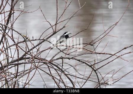 Il maschio della White Wagtail (Motacilla alba) Foto Stock