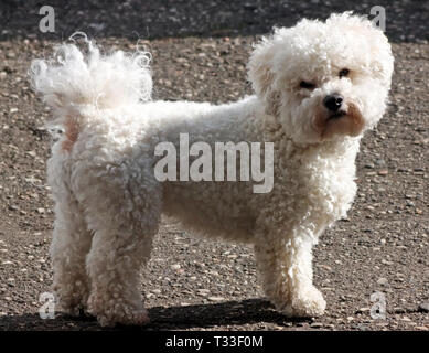 Ritratto di un bellissimo Bichon Frize dog vicino. Foto Stock