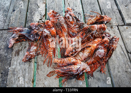 Leone invasiva catturati per alimentare i coccodrilli, pterois volitans, Banco Chinchorro, Mar dei Caraibi, Messico Foto Stock