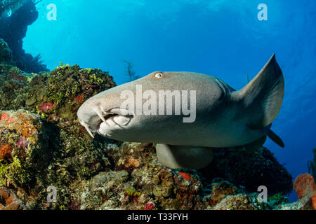 Squalo nutrice, Ginglymostoma cirratum, Banco Chinchorro, Mar dei Caraibi, Messico Foto Stock