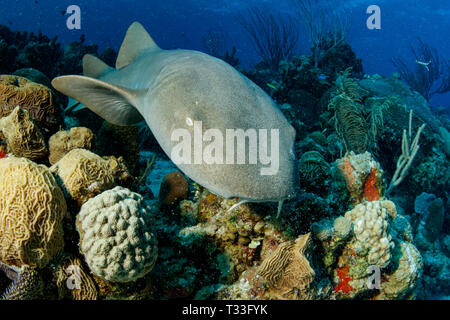 Squalo nutrice, Ginglymostoma cirratum, Banco Chinchorro, Mar dei Caraibi, Messico Foto Stock