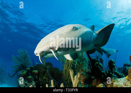 Squalo nutrice, Ginglymostoma cirratum, Banco Chinchorro, Mar dei Caraibi, Messico Foto Stock