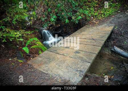 Cascata di primavera sotto il ponte di escursionismo a Big Basin Parco Statale, Santa Cruz Mountains Foto Stock