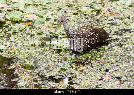 Limpkin (Aramus guarauna) guadare in cavatappi santuario di palude, Florida, Stati Uniti d'America Foto Stock