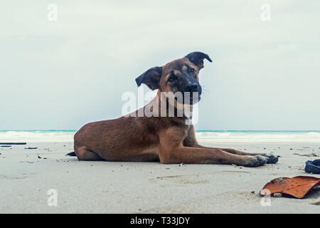 Cane sulla spiaggia. tipo sorridente dog sitter sulla sabbia bianca contro il mare Foto Stock
