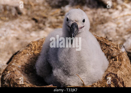 Un simpatico cercando (Black-Browed) Albatross chick seduta sul suo nido a Westpoint Island, la Falklands. Foto Stock