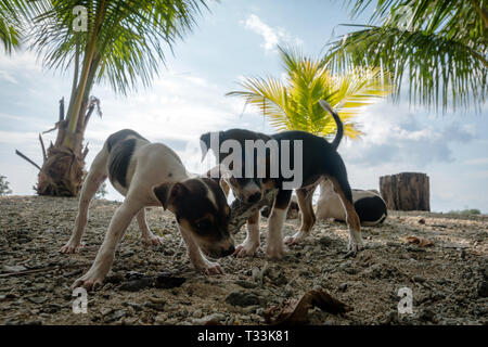 Ritratto di un simpatico di razza chihuahuas sulla spiaggia. I cani hanno divertimento sulla spiaggia sotto le palme su un isola esotica Foto Stock