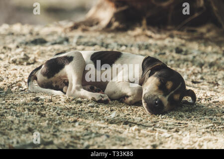 I cani sono dormire e relax sulla sabbia sotto la struttura ad albero in spiaggia. Lipe Satun, Thailandia. piccolo grazioso cucciolo. bella, dolce, bella, bella, buona Foto Stock