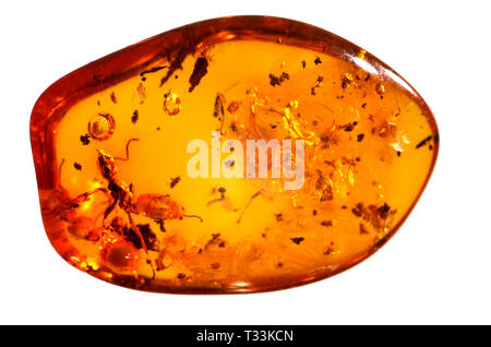 Ant preistorica in ambra baltica Foto Stock