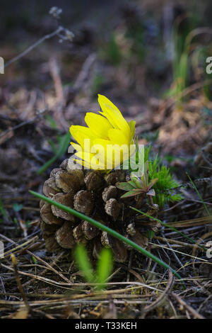 Bellissima primi fiori in primavera foresta. Offerta fiori di primavera portatori di riscaldamento simboleggiano l'arrivo della primavera. Vista panoramica della molla in avanti Foto Stock