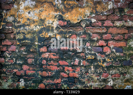 Angolo di un muro di mattoni con moss stampo. Parete fatiscente coperto con stampo e moss in una casa abbandonata. Foto Stock