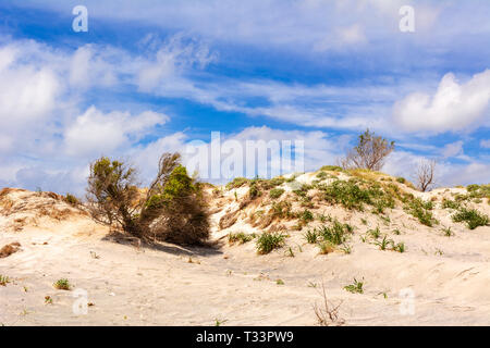 Piante che crescono sulle dune di sabbia della spiaggia di Elafonissi a Creta, Grecia Foto Stock