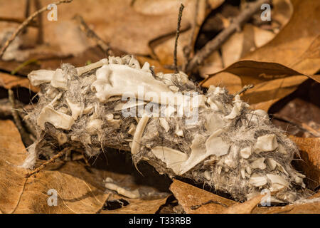 Bloccate il gufo pellet Foto Stock