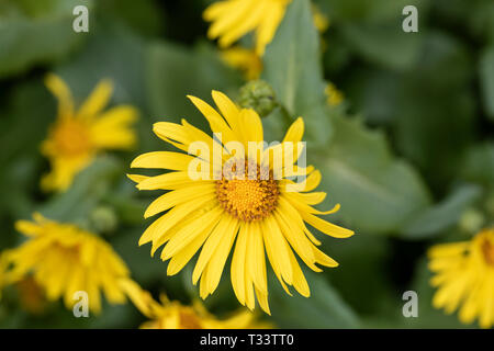 Rudbeckia laciniata - fioritura di coneflower in un giardino all'inglese, Inghilterra, Regno Unito Foto Stock