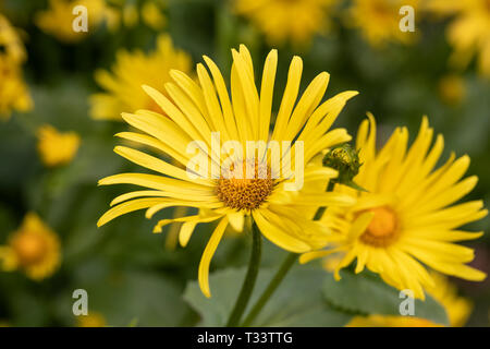 Primo piano di Rudbeckia laciniata - fioritura di un coneflower in un giardino all'inglese, Inghilterra, Regno Unito Foto Stock