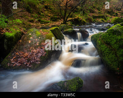 Un piccolo ruscello nello Yorkshire, Inghilterra esecuzione veloce attraverso una sezione ristretta del fiume Foto Stock