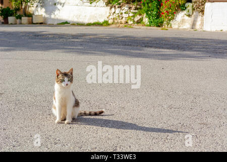 Il gatto si siede sulla strada e si crogiola al sole. Creta, Grecia Foto Stock