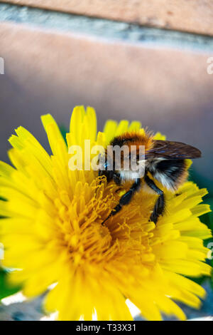 Vista dettagliata del giardino bumblebee o piccolo giardino bumblebee, (Bombus hortorum) raccolta di nettare da una strisciante fiore di cardo Foto Stock