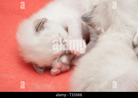 Giovani sacro gattini Birman Foto Stock