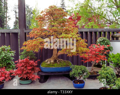 Visualizzazione di alberi di bonsai in floricoltura Foto Stock