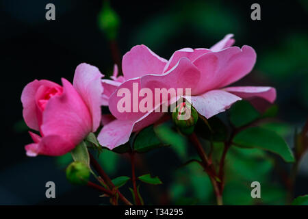 Rosa petali di rosa nella parte anteriore del verde sfondo sfocato Foto Stock
