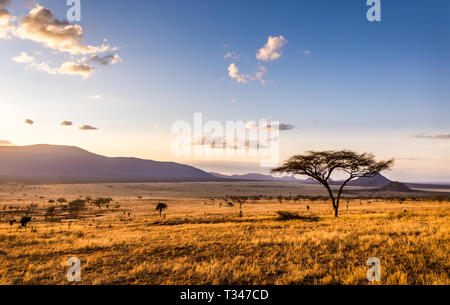 Un tramonto meraviglioso a Savannah pianure nel parco nazionale orientale di Tsavo, Kenya Foto Stock