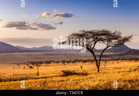 Un tramonto meraviglioso a Savannah pianure nel parco nazionale orientale di Tsavo, Kenya Foto Stock