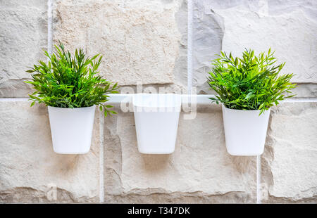 Fiori verdi in bianco pentole sul muro di pietra Foto Stock