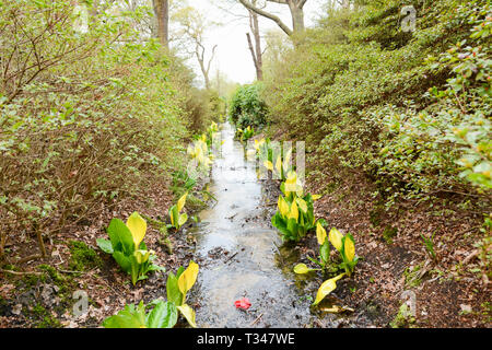 Lysichiton Americanus, Great Bog Arum o cavolo skunk Foto Stock