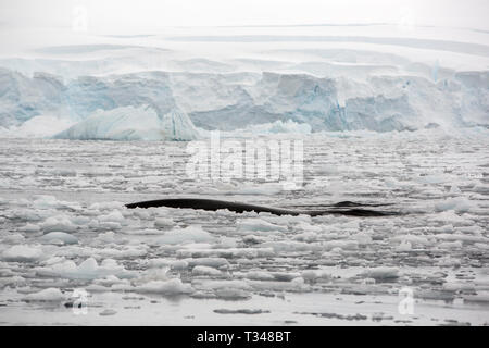 Humpback Whale, Megaptera novaeangliae nel mare di ghiaccio off Anvers Island, nell'arcipelago Palmer, Antartide. Foto Stock