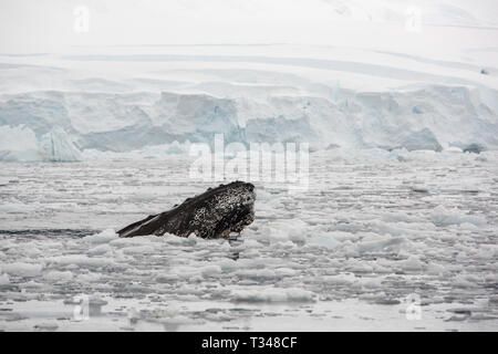 Humpback Whale, Megaptera novaeangliae nel mare di ghiaccio off Anvers Island, nell'arcipelago Palmer, Antartide. Foto Stock