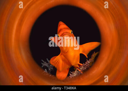 Una luce arancione brillante colpo di Garibaldi in con un tubetto magico per catturare i riflessi degli animali di colore a destra fuori della fotocamera. Foto Stock
