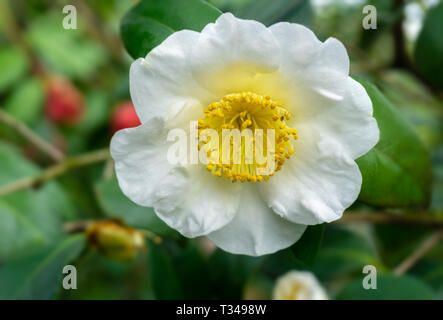 Close-up di un bianco beautidful Camellia Yukimi Guruma (Camellia japonica) fiore in aprile. Foto Stock