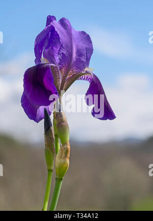 Molla diaframma barbuto aka fiore germanica contro il cielo blu. Viola, crescente selvatici. Foto Stock