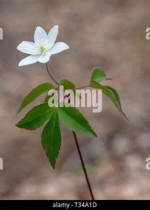 Legno anemone, in ambiente naturale, defocussed sfondo. Aka Anemonoides nemorosa ,. Foto Stock