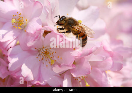 Bee seduti su un bellissimo fiore rosa giapponese di fiori di ciliegio in primavera. Close up foto macro. Foto Stock