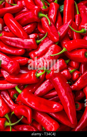 PEPERONCINO ROSSO MULTIPLO (CAPISCUM ANNUUM) CHE MOSTRA PELLI LUCIDE E FRESCHEZZA PRONTO PER L'USO IN UN CURRY O IN UN ALTRO PIATTO PICCANTE Foto Stock
