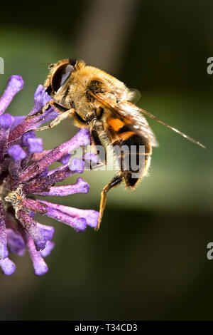 PRIMO PIANO DI UN NETTARE DI UN'APE DI MIELE PROVENIENTE DA UN FIORE VIOLA BUDLEIA CON SFONDO BOKEH VERDE NATURALE Foto Stock