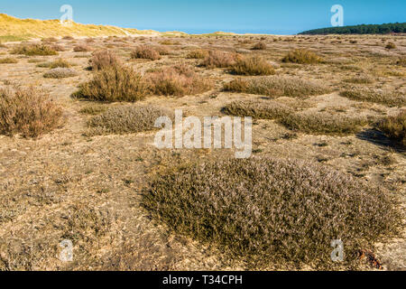 Deserto come flora crescente sul tidal salt marsh a bassa marea vicino a dune di sabbia sulla Baia di Holkham, Costa North Norfolk, East Anglia, Inghilterra, Foto Stock