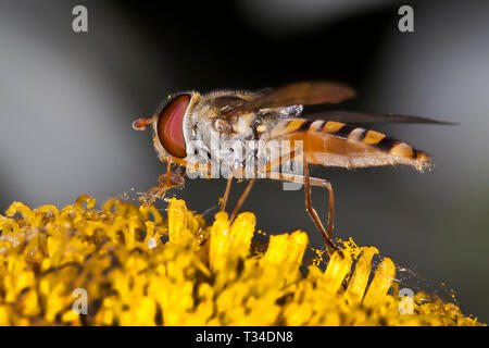 Macro di un nettare hoverfly che raccoglie su una margherita di cane giallo che rivela intricati occhi composti, ali e addome a righe su un morbido sfondo grigio. Foto Stock
