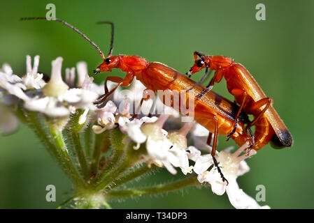 IMMAGINE MACRO DI DUE COLEOTTERI DA SOLDATO ROSSO CHE SI ACCOPPIANO SU UN FIORE DI PREZZEMOLO DI MUCCA CON SFONDO NATURALE VERDE Foto Stock