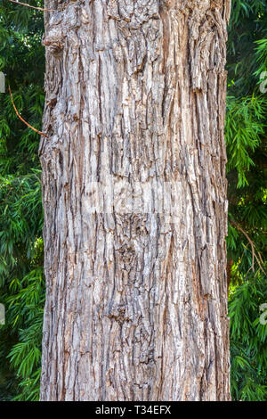 Wych Elm, Ulmus glabra tronco albero corteccia tessitura, tronco di albero Foto Stock